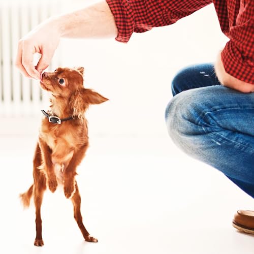 Fruitables Baked Dog Treats, Healthy Pumpkin Treat for Dogs, Low Calorie & Delicious, Free of Wheat, Corn and Soy, Made in the USA