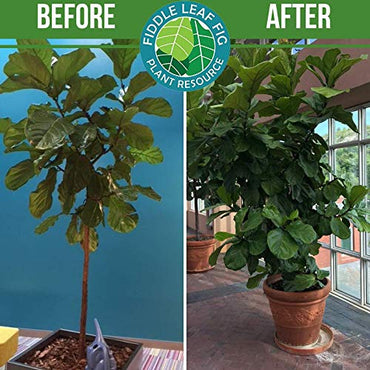 Fiddle Leaf Fig Tree Plant Food for Ficus Lyrata (and Ficus Audrey) - Enriched with Calcium, Urea-Free, and Featuring an NPK Ratio of 3-1-2 to Promote Robust Roots, Stems & Leaves (8 Ounces)