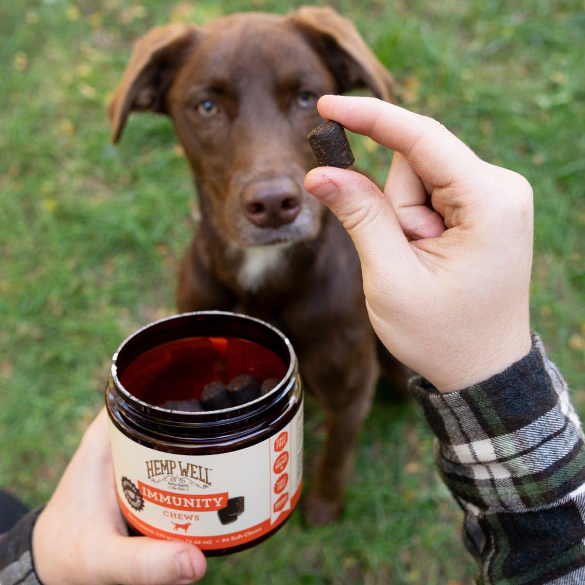 Hemp Well Immune - Allergy Support Dog Soft Chews - Long Lasting Relief for Seasonal Dog Allergies and Itching - Supports Healthy Skin and Immune System - Gut Health - Organic (30)