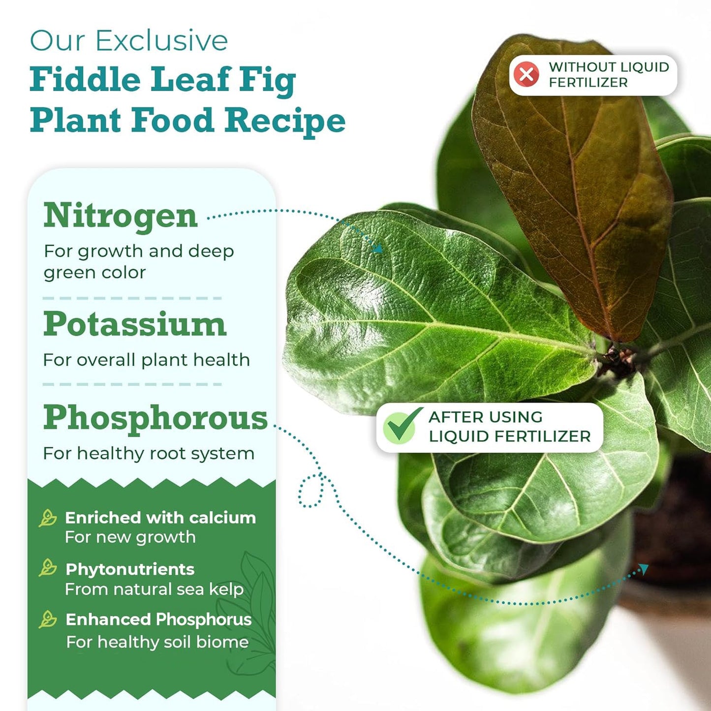 Fiddle Leaf Fig Tree Plant Food for Ficus Lyrata (and Ficus Audrey) - Enriched with Calcium, Urea-Free, and Featuring an NPK Ratio of 3-1-2 to Promote Robust Roots, Stems & Leaves (8 Ounces)