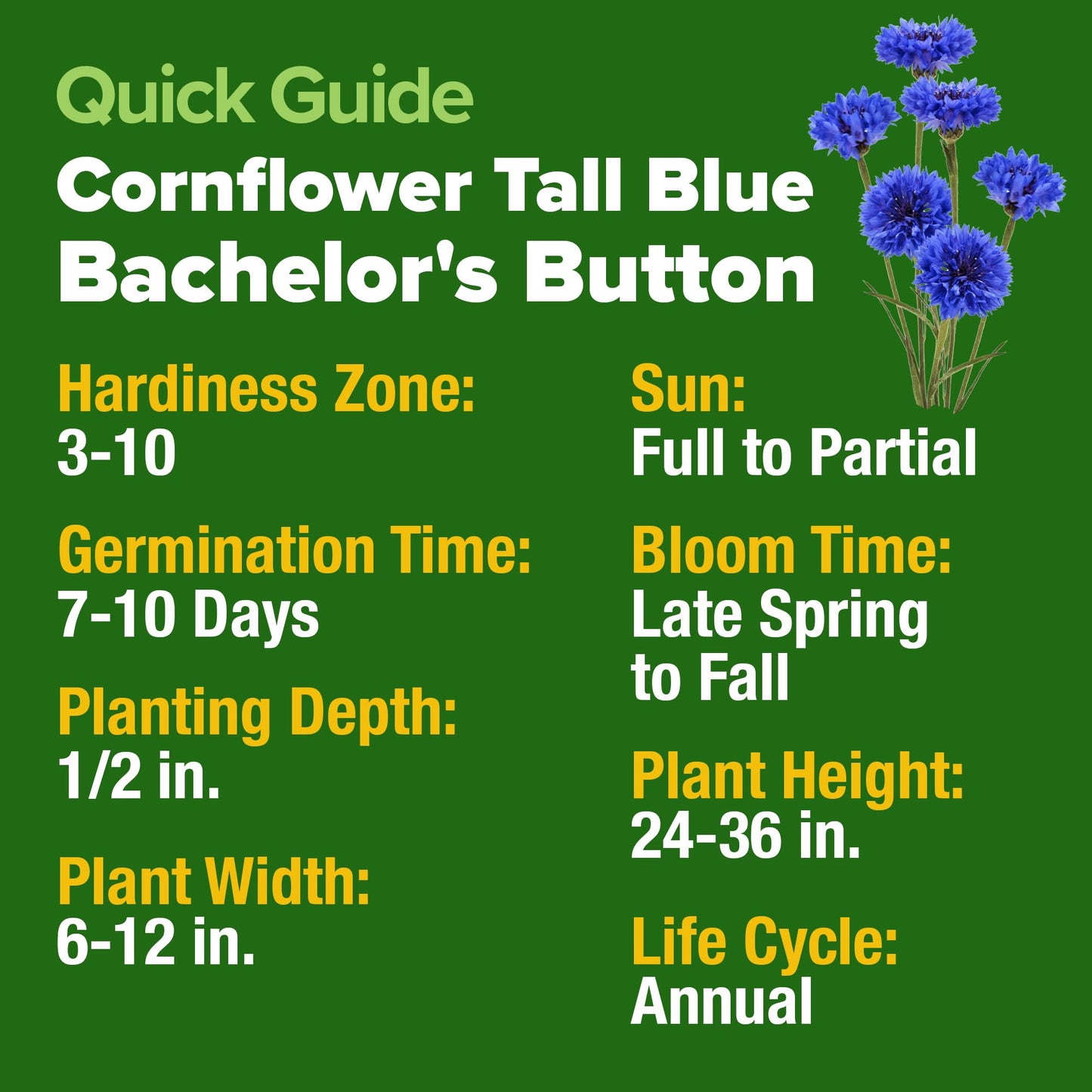 HOME GROWN Bachelor Button Seeds Tall Blue - 6000 Cornflower, Stunning Blue Blooms for Wildflower Gardens, Non-GMO Flowers & Pollinator-Friendly Spaces, Low Maintenance Flower Seeds (Centaurea cyanus)