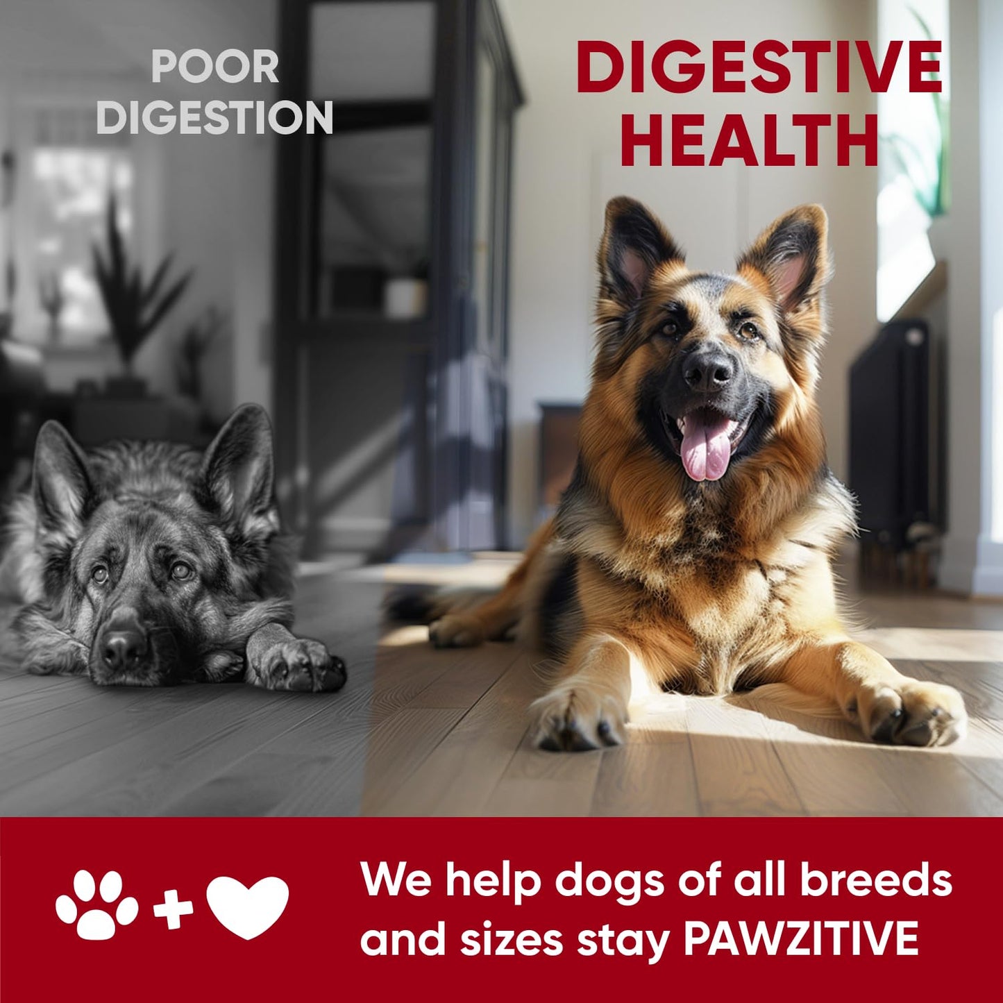 Probiotics for Dogs Digestive Health - Probiotic Chews for Gut Health, Itchy Skin Yeast, Diarrhea - USA Product - Immune Support Supplement - Dog Digestive Support & Allergy Relief Chews with Enzymes