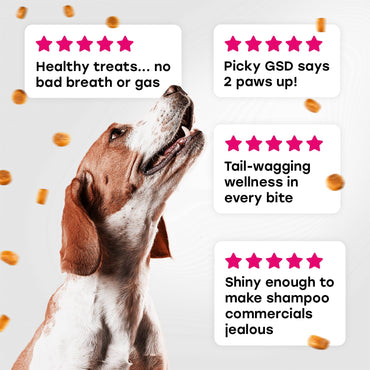 24-in-1 Complete Multivitamin Treats for Dogs - PhD Endorsed 8 Vitamins, Biotin, Probiotics, Glucosamine - Daily Wellness, Immunity, Skin & Coat, Mobility 140 Treats - Beef Flavor - Made in USA