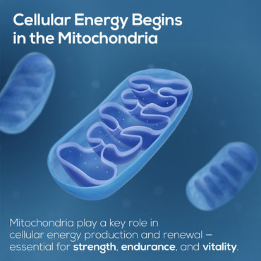 HARMONIFY Urolithin A NAD+ Resveratrol CoQ10 PQQ Blend Supplement, Liposomal NAD, Extra Strength 1500 mg, 60 Softgels