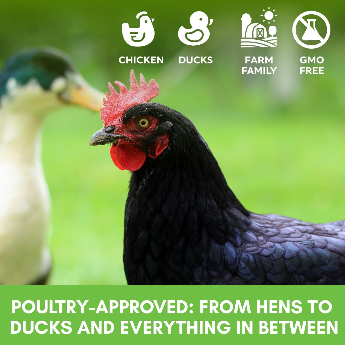 Farm Party Herbal Hootenanny Chicken Nesting Herbs 8oz - Chicken Dust Bath Mix Deodorizer Keeps Nest Boxes & Coop Fresh - Chicken Coop Herbs - Chicken Accessories for Coops