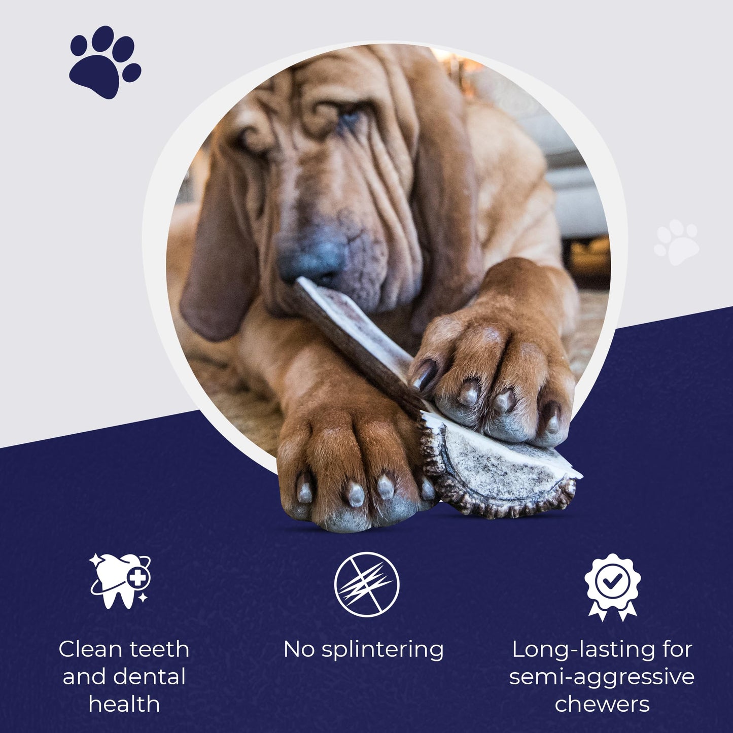 Devil Dog Pet Co. Split Elk Antlers for Dogs, Extra Large 7"+, 1 Pack, Grade A Long Lasting Chew for Aggressive Chewers, Premium USA Naturally Shed Antler – Healthy, No Odor, Durable Dog Chew