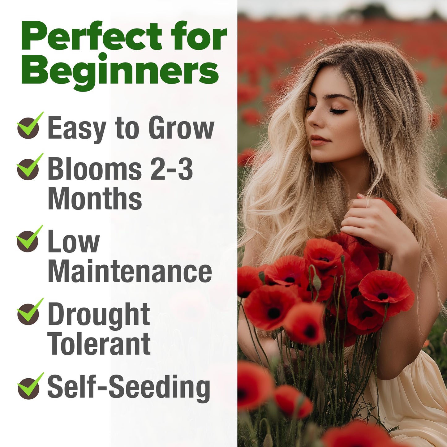 HOME GROWN American Legion Red Poppy Seeds - 6,000 Vibrant Wildflower Seeds for Planting Outdoors - Perennial Poppy Flowers - Memorial Garden & Pollinator Friendly (Papaver rhoeas)