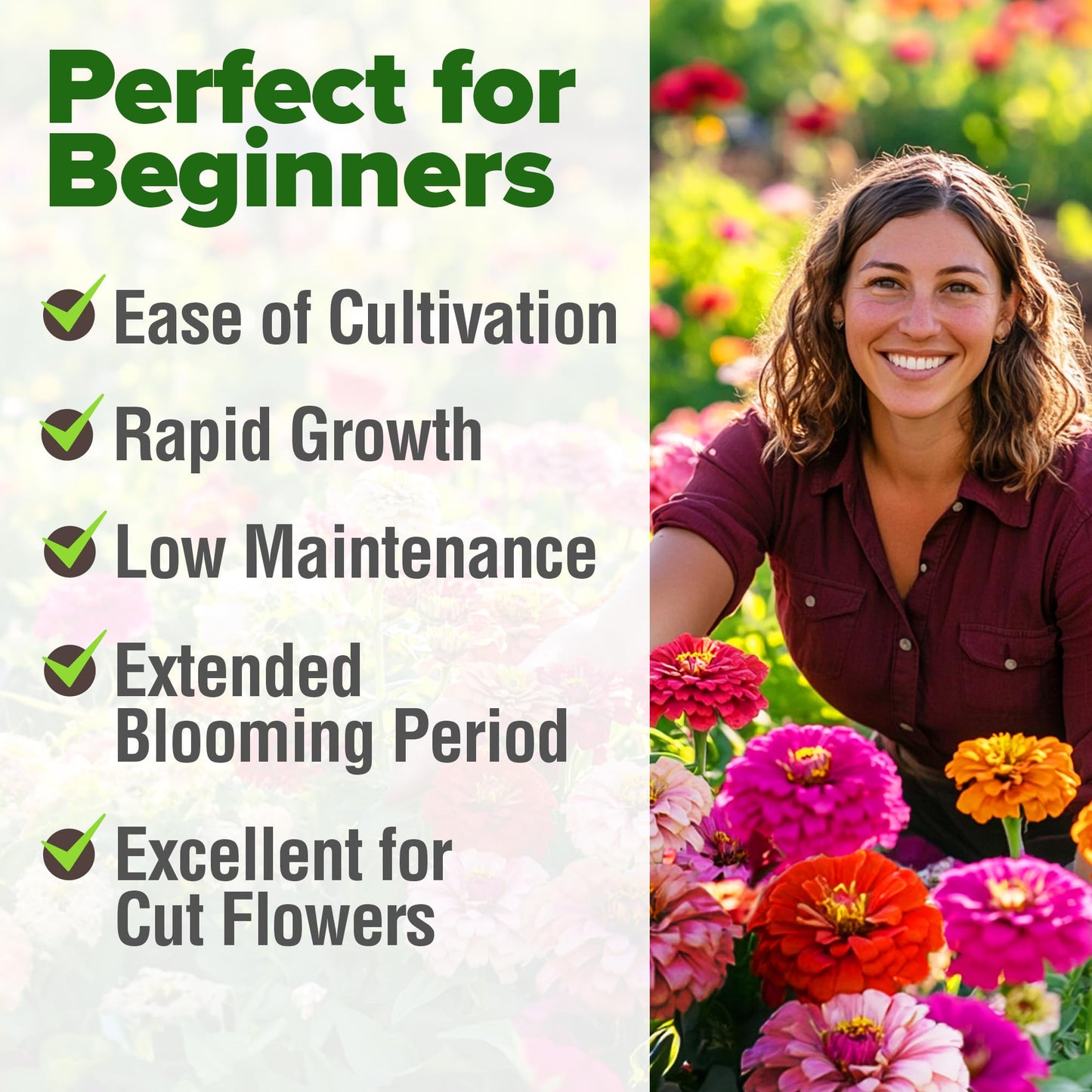 HOME GROWN Zinnia Seeds for 2025 - California Giant Mix - 7,300+ (2 oz) 𝗡𝗢𝗡-𝗚𝗠𝗢 𝗨𝗦𝗔 Plant Wildflower Blooms – Bulk Seeds for Planting Flowers Outside - Pollinator Gardens (Zinnia elegans)