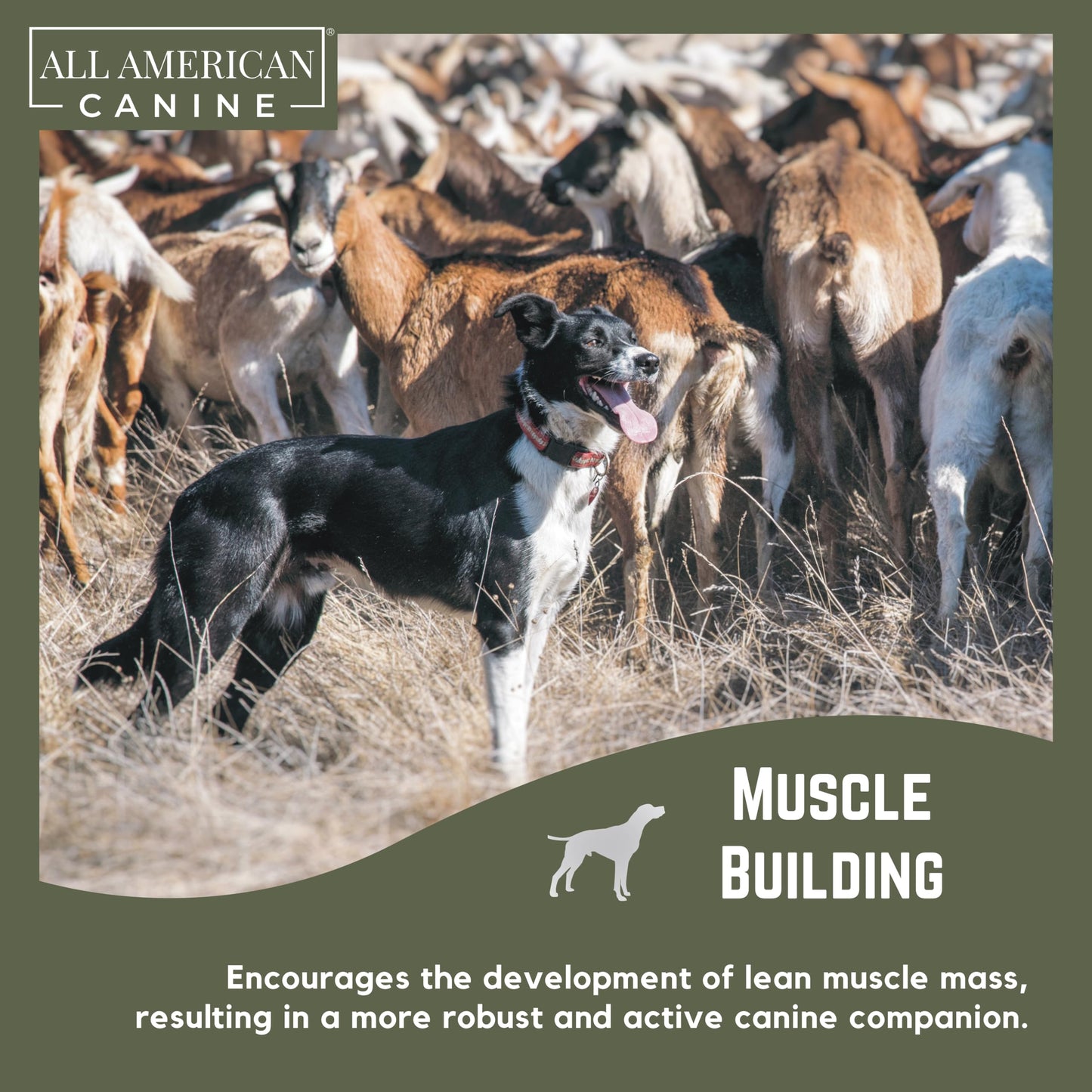 All American Canine Dog Weight Gainer – High Calorie Dog Food Supplement & Protein Powder for Rapid Weight Gain, Mass, and Recovery – Appetite Stimulant – 60 Servings