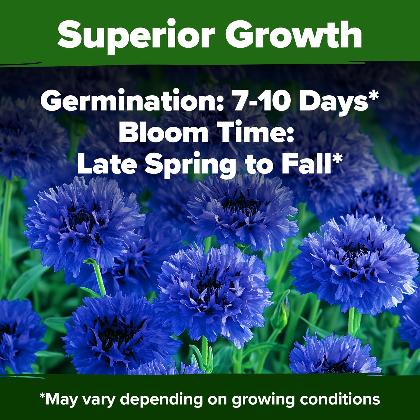 HOME GROWN Bachelor Button Seeds Tall Blue - 6000 Cornflower, Stunning Blue Blooms for Wildflower Gardens, Non-GMO Flowers & Pollinator-Friendly Spaces, Low Maintenance Flower Seeds (Centaurea cyanus)