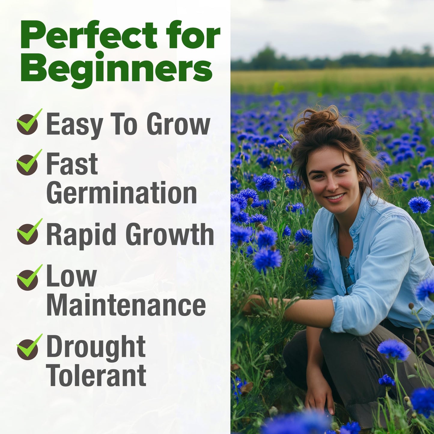 HOME GROWN Bachelor Button Seeds Tall Blue - 6000 Cornflower, Stunning Blue Blooms for Wildflower Gardens, Non-GMO Flowers & Pollinator-Friendly Spaces, Low Maintenance Flower Seeds (Centaurea cyanus)