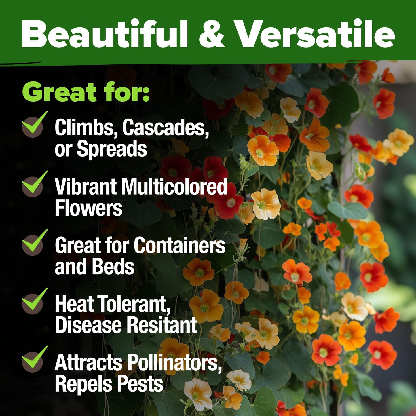 HOME GROWN Nasturtium Seeds Dwarf Tall Trailing Mix –250+ Edible Flower Seeds for Planting Outdoors – Fast Germination, Low-Maintenance Climbing & Trailing Nasturtium (Tropaeolum majus)