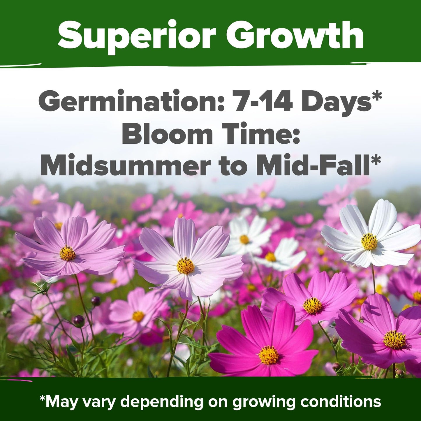 HOME GROWN Cosmos Flower Seeds Bulk Pack for 2025 (1.8 oz) 8,000+ π‘π’π‘-ππ π’ π¨π¦π-π¦π’π¨π₯πππ Heirloom Annual Wildflower Seeds β Pollinator-Friendly Mix for Pollinators & Outdoor Gardens