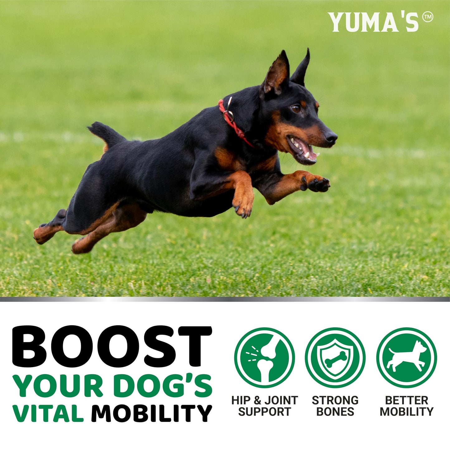 YUMA'S Hemp Hip and Joint Supplement for Dogs - Glucosamine for Dogs - Joint Pain Relief Chews - Chondroitin, MSM - Hemp Oil - Advanced Canine Health Supplement - Mobility Support Treats