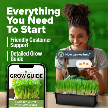 HOME GROWN 12,000+ Wheatgrass Seeds Bulk Pack(1.5 lb) π‘π’π‘-ππ π’ π¨π¦π Hard Red Winter Wheatgrass β Heirloom, Sprouting for Juicing, Microgreens, Smoothies & Indoor Gardening(Triticum aestivum)
