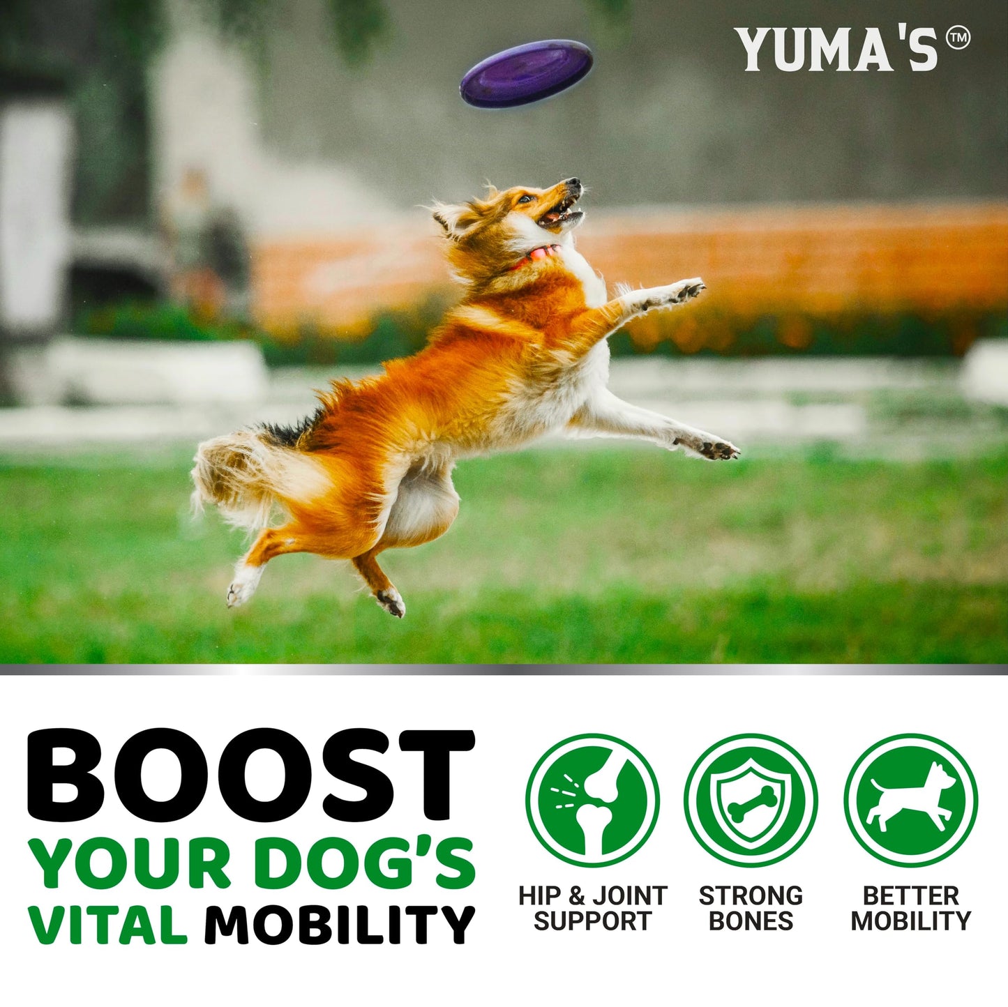 YUMA'S Glucosamine for Dogs - Hip and Joint Supplement for Dogs - Glucosamine Chondroitin Chews - Joint Pain Relief Supplement with MSM - Advanced Health - Mobility Support - Made in USA