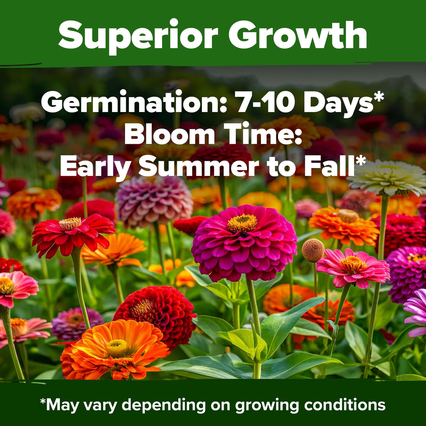 HOME GROWN Zinnia Seeds for 2025 - California Giant Mix - 7,300+ (2 oz) 𝗡𝗢𝗡-𝗚𝗠𝗢 𝗨𝗦𝗔 Plant Wildflower Blooms – Bulk Seeds for Planting Flowers Outside - Pollinator Gardens (Zinnia elegans)