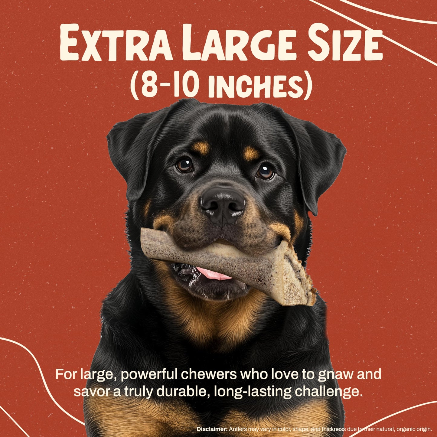 Heartland Elk Antlers for Dogs (Split Elk, 8+", X-Large, 1-Pack) – Grade A, Naturally Shed | Durable, Safe Chew for Aggressive Chewers & Puppies | Splinter-Free | USA Made | Veteran Owned