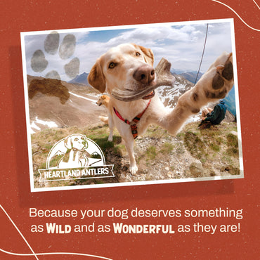 Heartland Elk Antlers for Dogs (Whole Elk, 5–6", Medium, 2-Pack) – Grade A, Naturally Shed | Long-Lasting, Odor-Free Chew for Aggressive Chewers & Puppies | USA Made | Veteran Owned