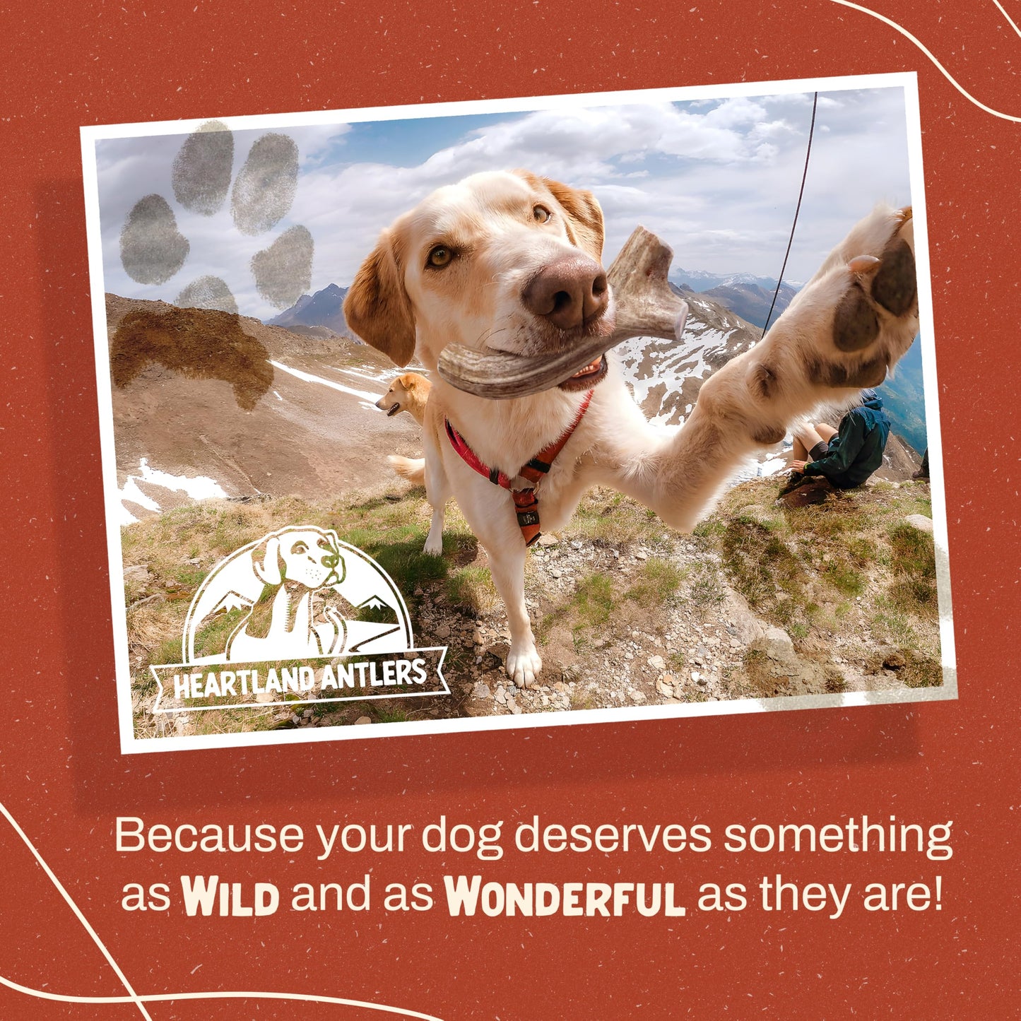 Heartland Elk Antlers for Dogs (Split Elk, 4–5", Small, 2-Pack) – Grade A, Naturally Shed | Safe, Durable Chew for Aggressive Chewers & Puppies | Splinter-Free | USA Made | Veteran Owned