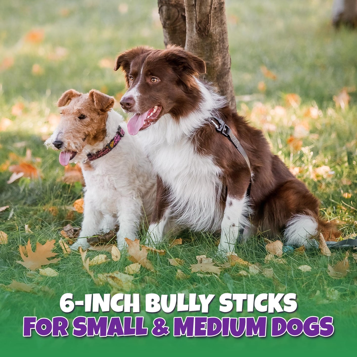 Bully Sticks for Dogs Sourced & Made in USA, All-Natural Taste, Shape, & Color, 6 inch Pizzle Sticks, Bully Bones for Small and Medium Dogs, Includes 12 to 14 Rawhide-Free Treats Per Bag, 8oz