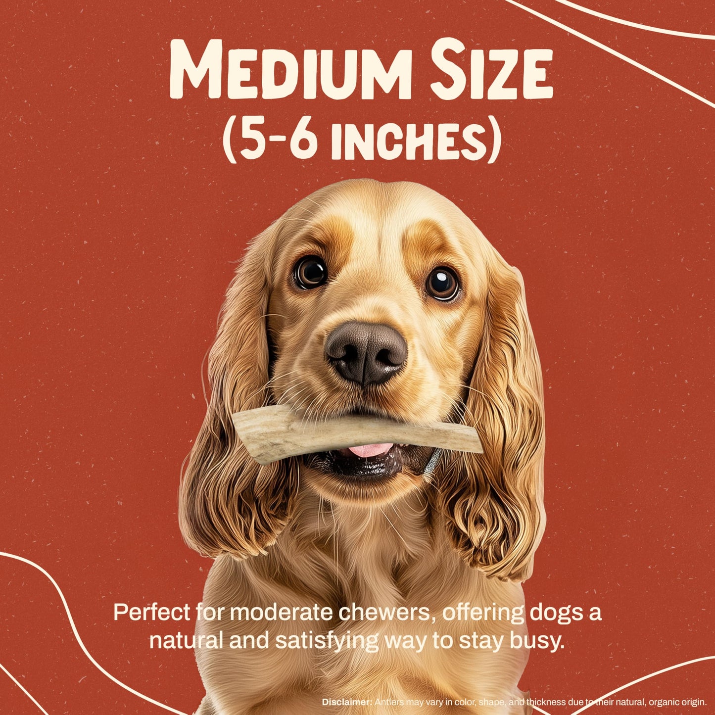 Heartland Elk Antlers for Dogs (Whole Elk, 5–6", Medium, 1-Pack) – Grade A, Naturally Shed | Tough, Long-Lasting Chew for Aggressive Chewers & Puppies | USA Made | Splinter-Free | Veteran Owned