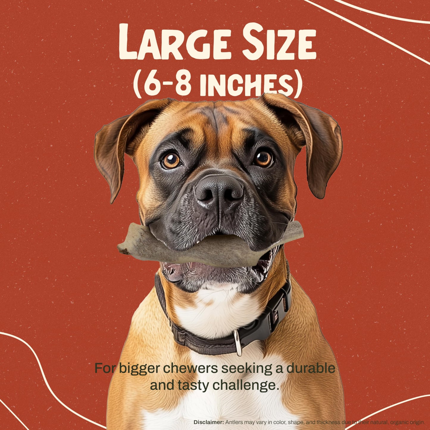 Heartland Elk Antlers for Dogs (Split Elk, 7", Large, 1-Pack) – Grade A, Naturally Shed | Odor-Free, Durable Chew Toy for Aggressive Chewers & Puppies | Splinter-Free | USA Made | Veteran Owned