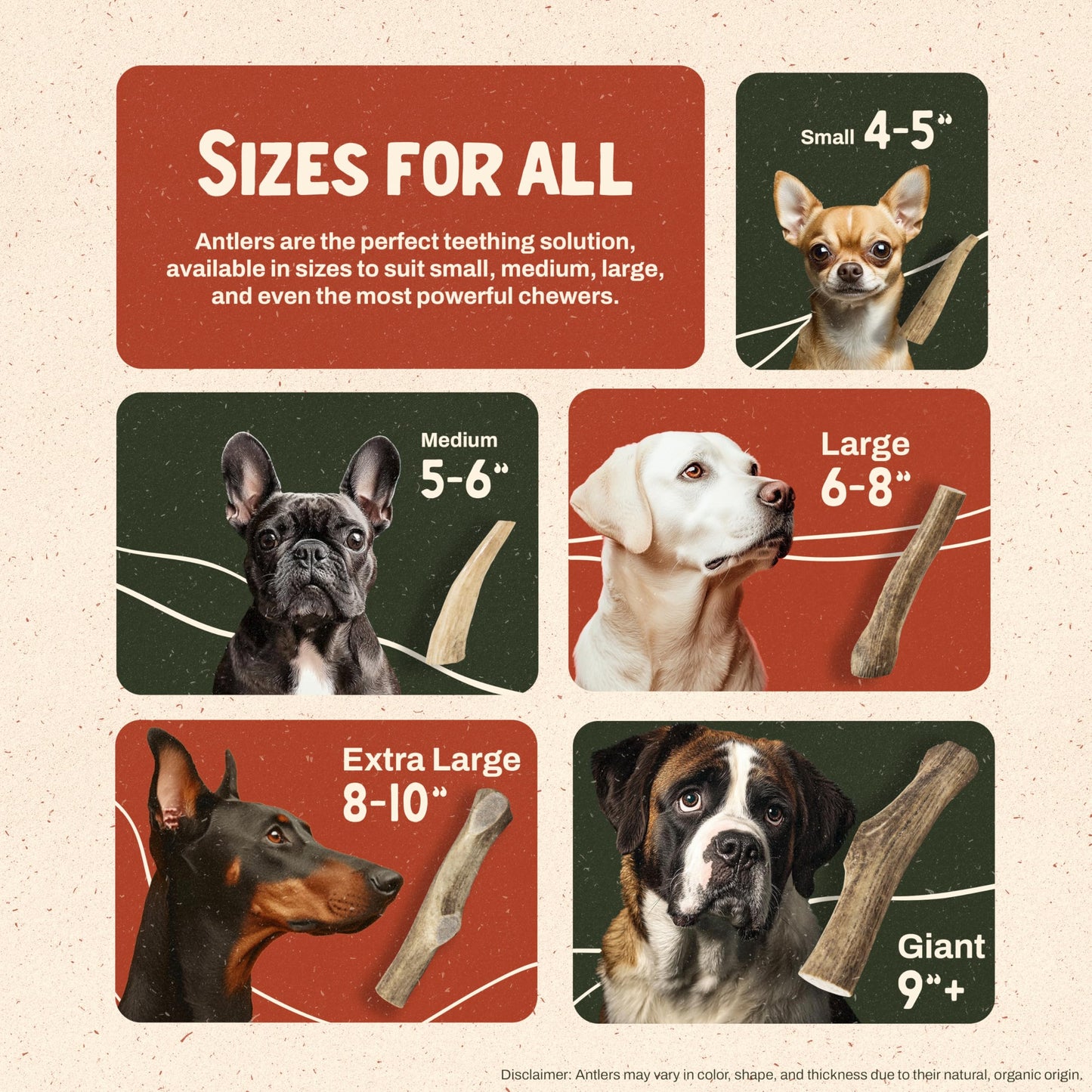 Heartland Elk Antlers for Dogs (Whole Elk, 8+", X-Large, 1-Pack) – Grade A, Naturally Shed | Safe, Long-Lasting Chew for Aggressive Chewers & Puppies | USA Made | Splinter-Free | Veteran Owned