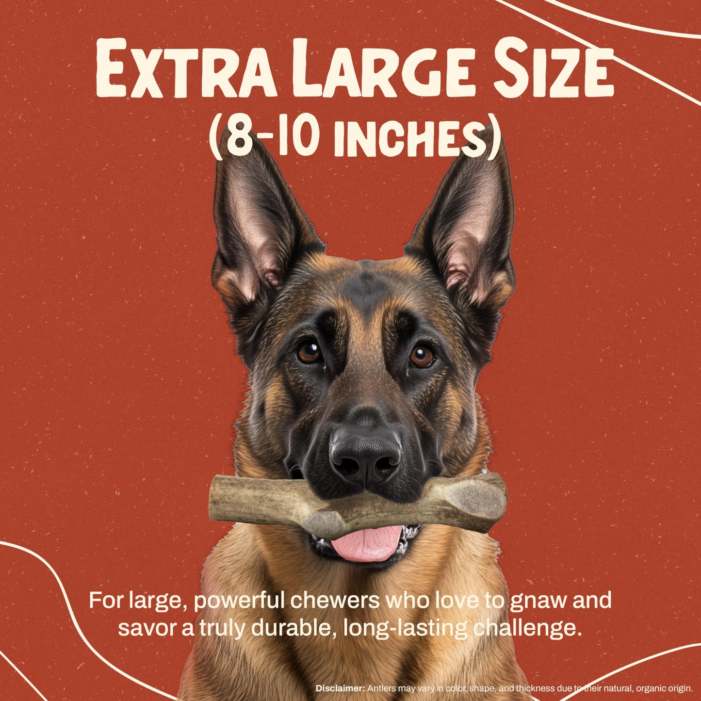 Heartland Elk Antlers for Dogs (Whole Elk, 8+", X-Large, 1-Pack) – Grade A, Naturally Shed | Safe, Long-Lasting Chew for Aggressive Chewers & Puppies | USA Made | Splinter-Free | Veteran Owned