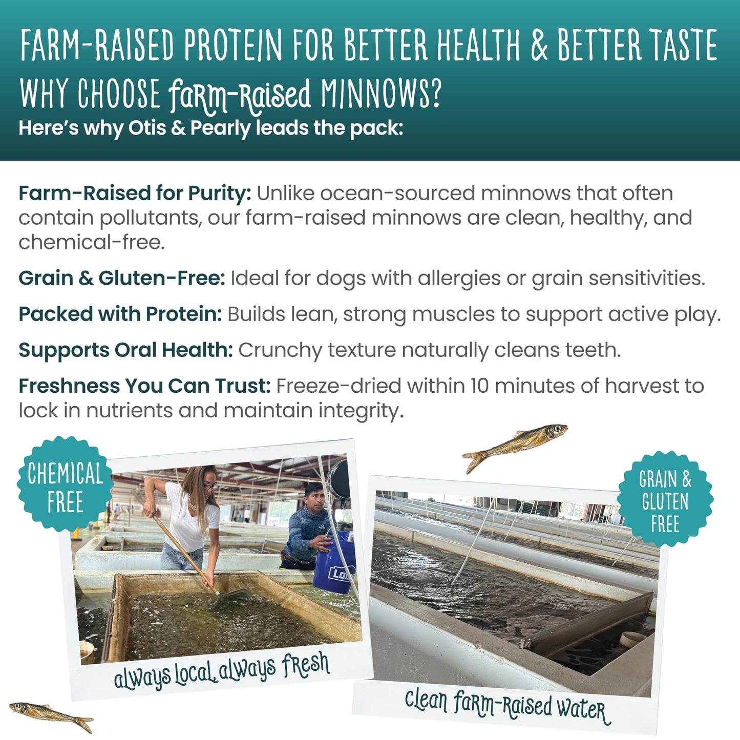 Otis & Pearly Freeze Dried Minnow Dog Treats - Single Ingredient, Made in USA - Healthy Protein Treat for Small, Medium, Large Breeds