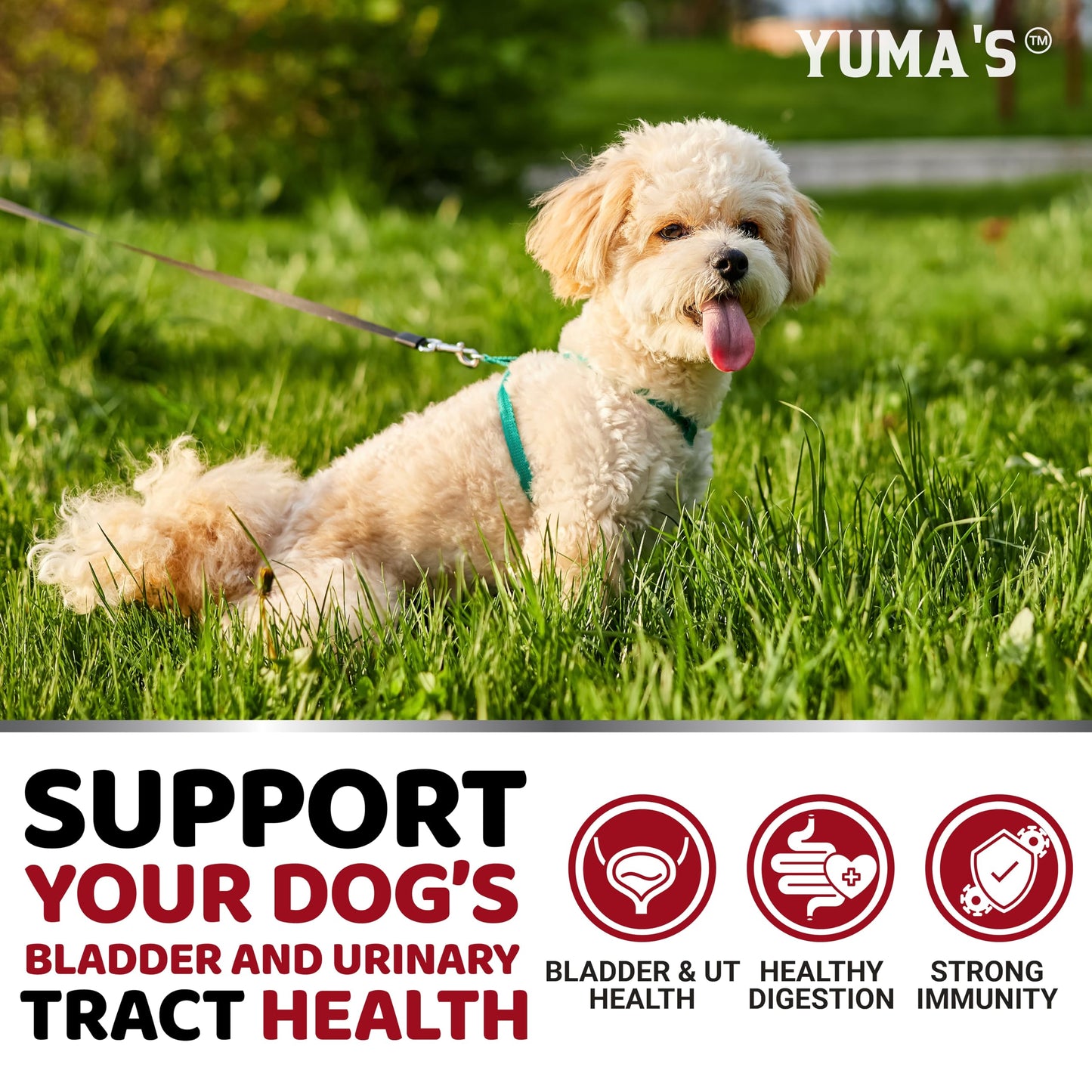 Dog UTI Treatment - Cranberry Supplement for Dogs - Bladder Control - Urinary Tract Infection Treatment - UTI Medicine Multivitamin - Vitamins and Supplements - Made in USA