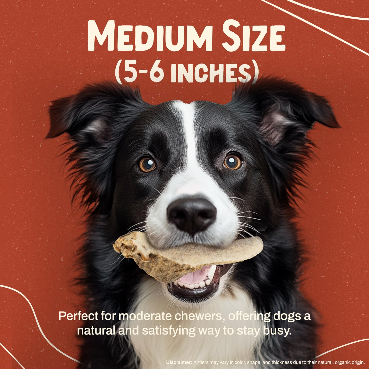 Heartland Elk Antlers for Dogs (Split Elk, 5–6", Medium, 2-Pack) – Grade A, Naturally Shed | Long-Lasting, Safe Chew for Aggressive Chewers & Puppies | Odor-Free | USA Made | Veteran Owned