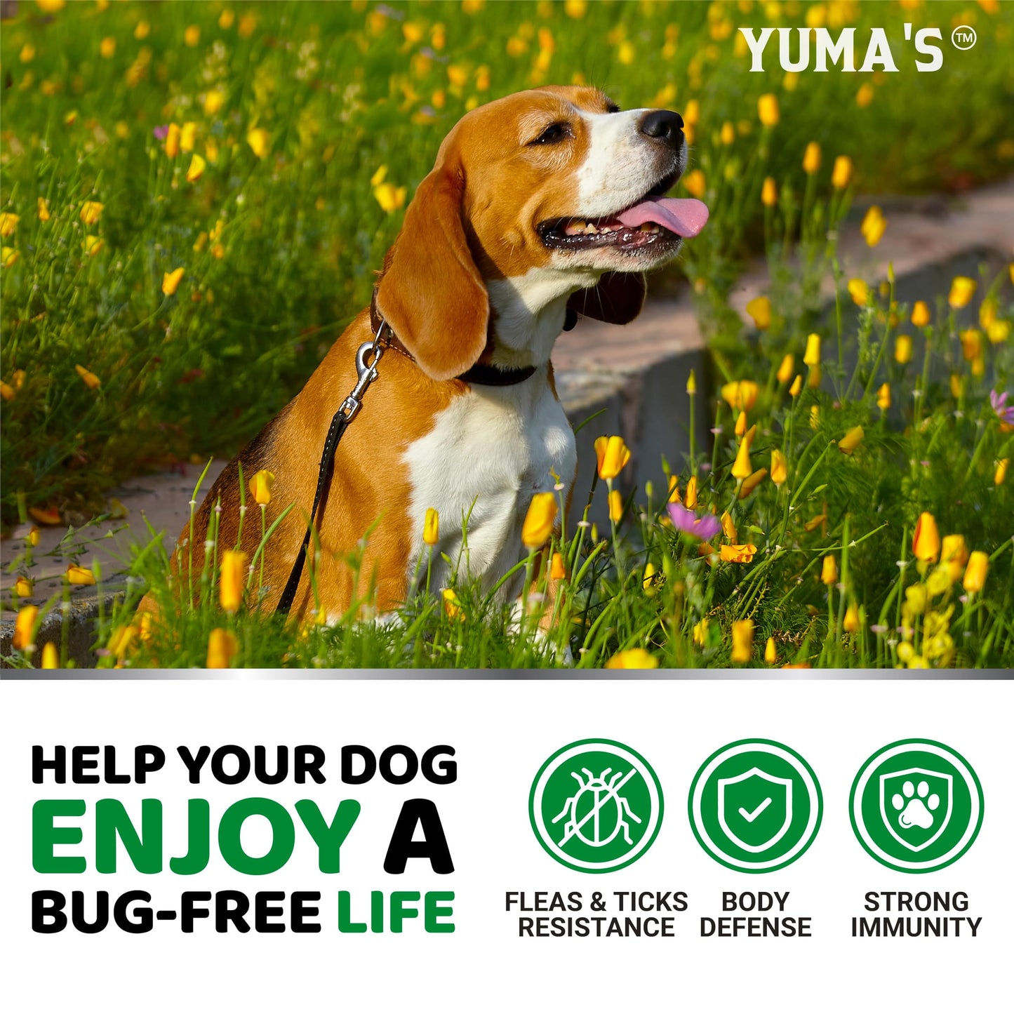 Flea and Tick Prevention for Dogs Chewables - 170 Treats - Natural Dog Flea and Tick Treatment Chewable Supplement - Oral Pills - All Breeds & Ages - Soft Chews - Made in USA - Bacon Flavor
