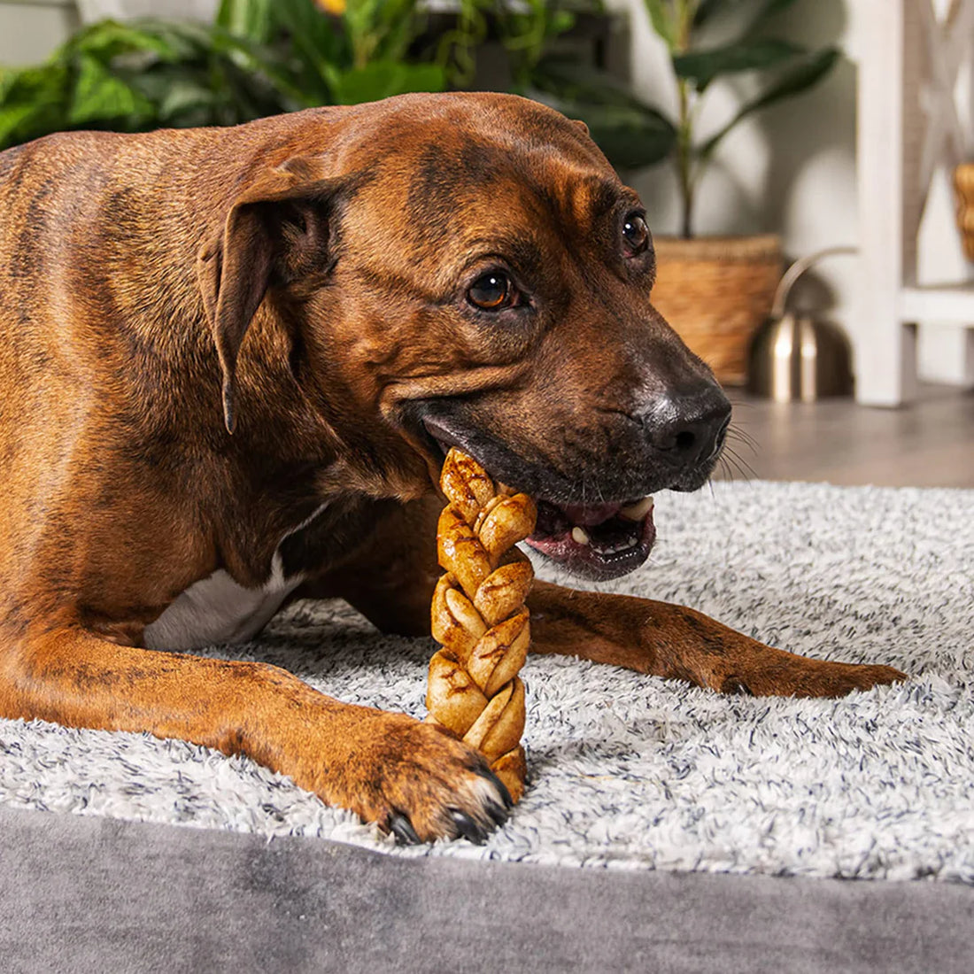 All-American Chews: The Peanut Butter Dog Treat That’s Safe, Delicious, and 100% Made in the USA!