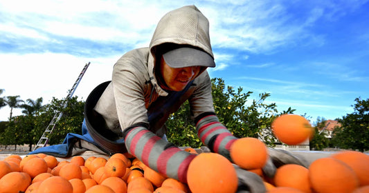 Gone Sour: Florida’s Orange Production Hits 80-Year Low