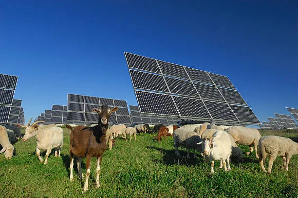 Solar Grazing: How Sheep Are Powering a Renewable Revolution.