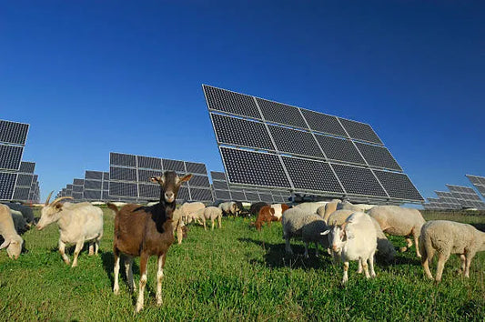 Solar Grazing: How Sheep Are Powering a Renewable Revolution.