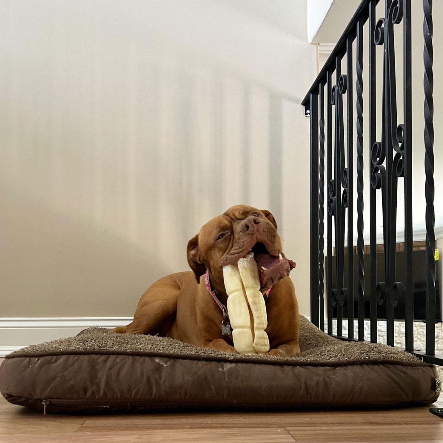 Pawfetto Premium Peanut Butter Flavored Beef Cheek Maxi Rolls for Dogs, No Hide Chews Long Lasting Extra Thick Treats Bones, Collagen Rawhide Alternative 11”-12” (Pack of 5)