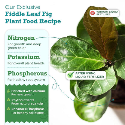 Fiddle Leaf Fig Tree Plant Food for Ficus Lyrata (and Ficus Audrey) - Enriched with Calcium, Urea-Free, and Featuring an NPK Ratio of 3-1-2 to Promote Robust Roots, Stems & Leaves (8 Ounces)