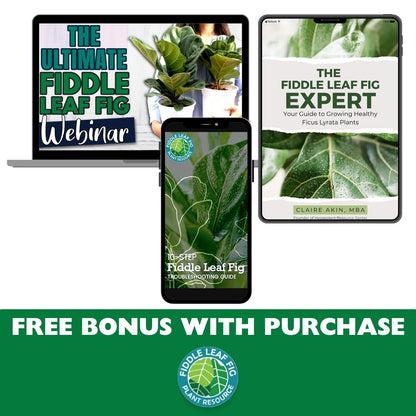 Fiddle Leaf Fig Tree Plant Food for Ficus Lyrata (and Ficus Audrey) - Enriched with Calcium, Urea-Free, and Featuring an NPK Ratio of 3-1-2 to Promote Robust Roots, Stems & Leaves (8 Ounces)