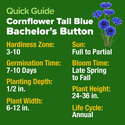 HOME GROWN Bachelor Button Seeds Tall Blue - 6000 Cornflower, Stunning Blue Blooms for Wildflower Gardens, Non-GMO Flowers & Pollinator-Friendly Spaces, Low Maintenance Flower Seeds (Centaurea cyanus)