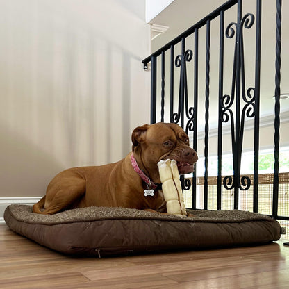 Pawfetto Premium Peanut Butter Flavored Beef Cheek Maxi Rolls for Dogs, No Hide Chews Long Lasting Extra Thick Treats Bones, Collagen Rawhide Alternative 11”-12” (Pack of 5)