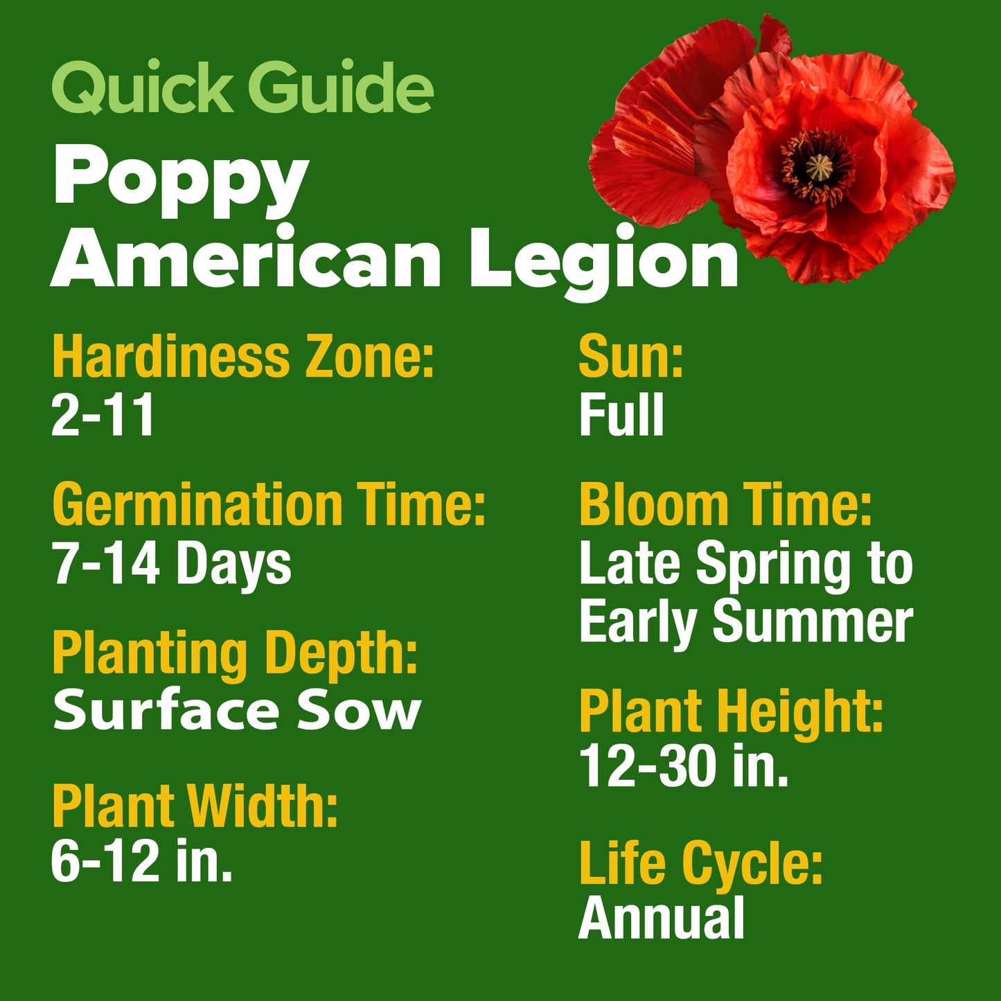 HOME GROWN American Legion Red Poppy Seeds - 6,000 Vibrant Wildflower Seeds for Planting Outdoors - Perennial Poppy Flowers - Memorial Garden & Pollinator Friendly (Papaver rhoeas)