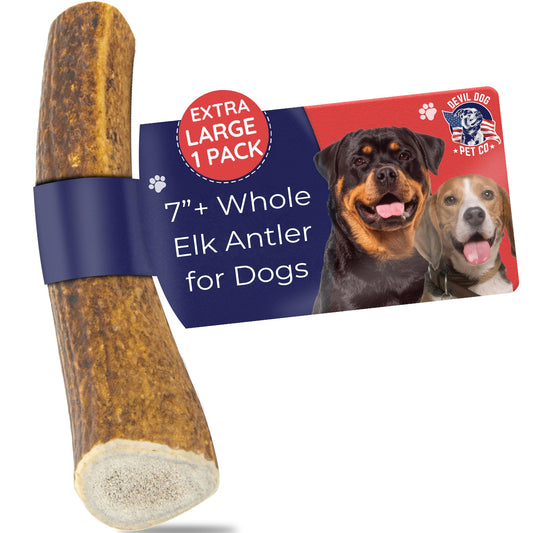 Devil Dog Pet Co. Elk Antlers for Dogs, Extra Large 7"+, 1 Pack, Grade A Long Lasting Chew for Aggressive Chewers, Premium USA Naturally Shed Antler – Healthy, No Odor, Durable Dog Chew