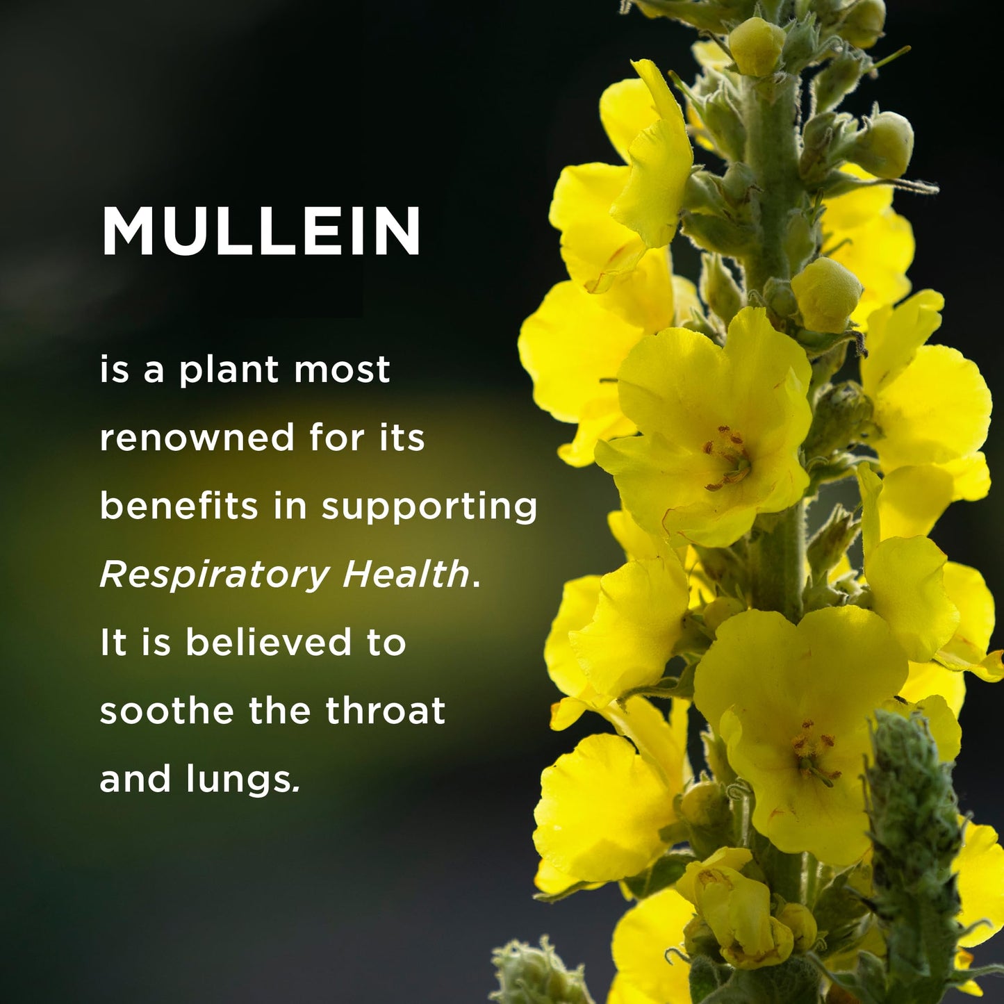 EFFECTIVE NUTRA 9in1 Mullein Gummies | Lung and Sinus Support for Cleanse, Clarity, and Relief | Vegan, Gluten-Free, Non-GMO Supplement | Natural Berry Flavor, 45-Day Supply, Made in USA (90ct)