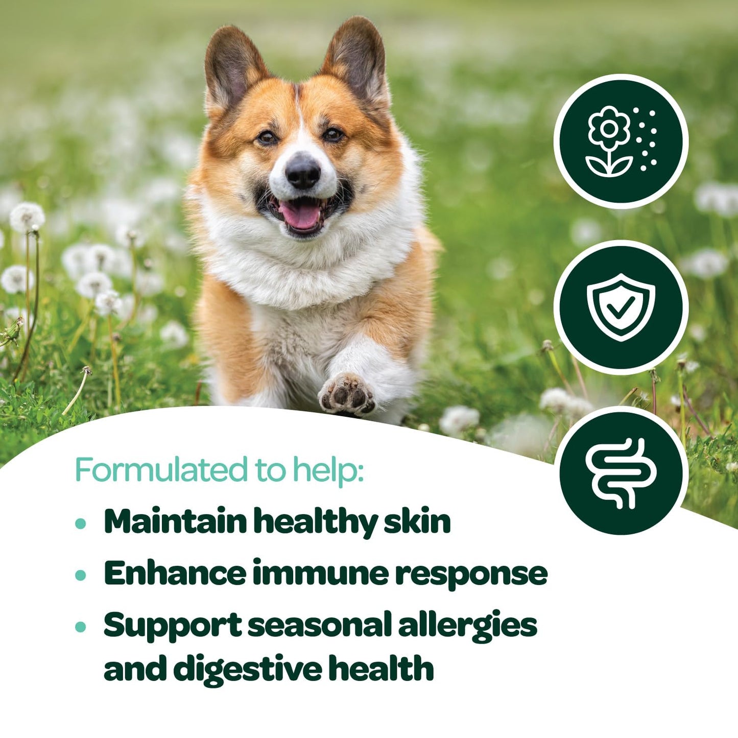 Dog Allergy Chews with Probiotics | Seasonal Allergy Chews for Dogs with Wild Alaskan Salmon Oil & Colostrum | Environmental Dog Allergy Support | NASC Certified & Made in The USA | 60 Chews
