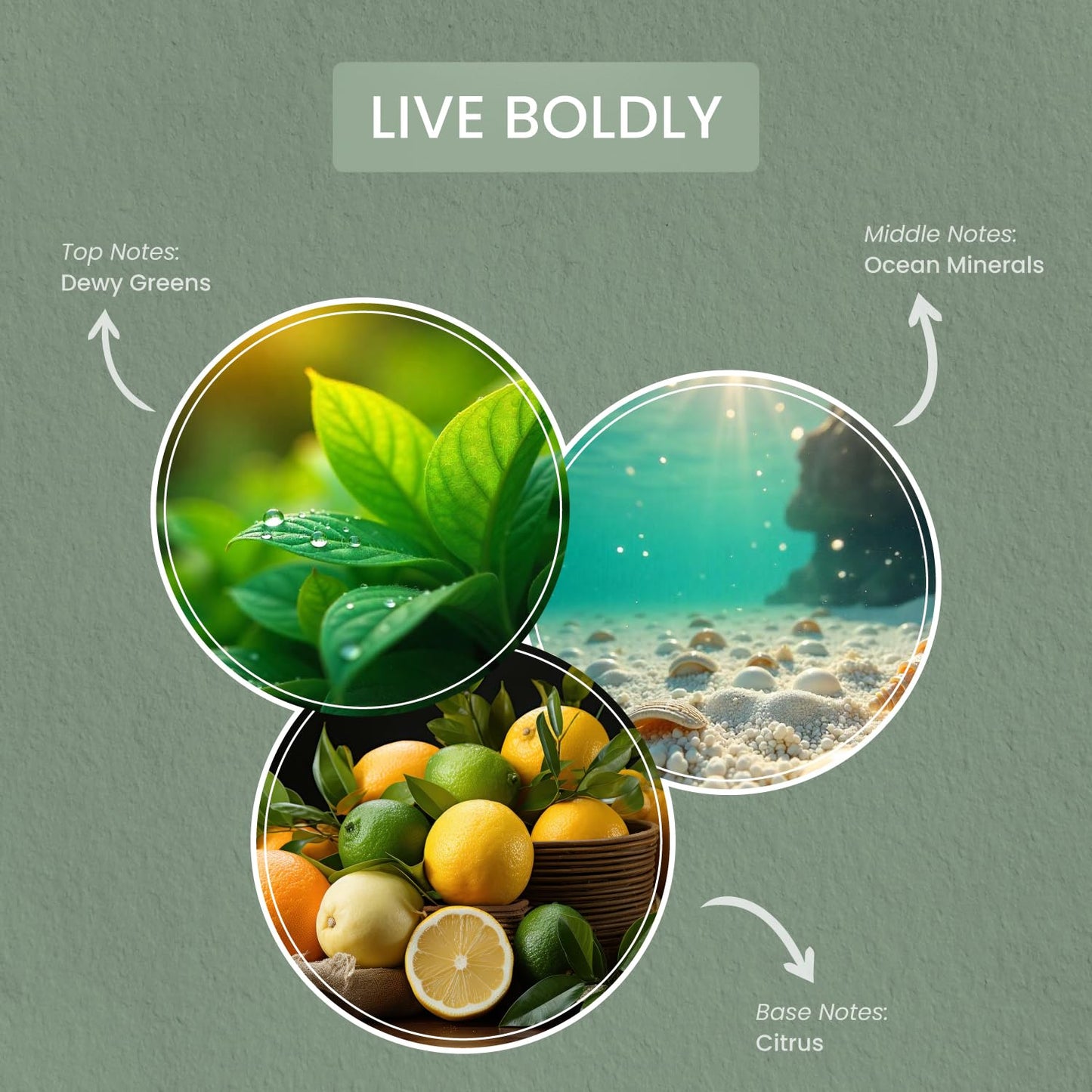 Carolina Live Boldly Scented Wellness Wax Melts, Wax Melt Warmer Cubes, Long Lasting Scented Wax Warmer Cubes, 4 Pack, 6 Cubes Each - Made in The USA