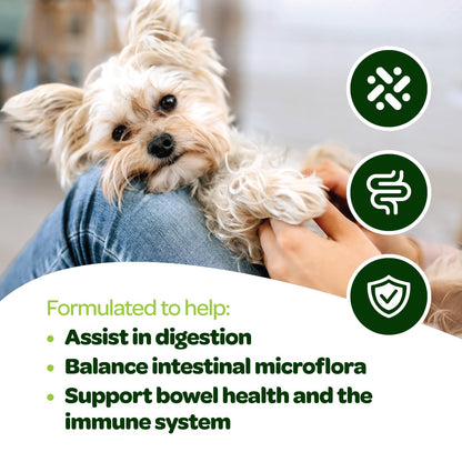 Probiotic Chews for Dogs Gut Health | Tasty Pre and Probiotics for Dogs Digestive Health with Pumpkin Dog Probiotics and Digestive Enzymes | NASC Certified & Made in The USA | 60 Chews