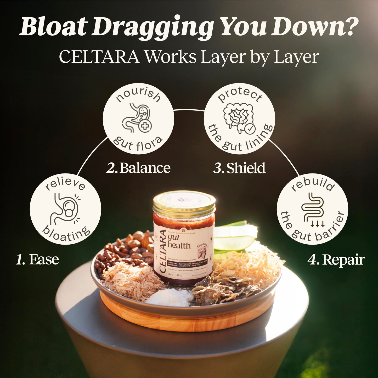Celtara Gut Health Strawberry Wellness Blend from Astragalus & Panax Ginseng, Turkey Tail, Aloe & Slippery Elm, Sea Moss Gel, Ready-to-Eat, Made in USA, 16 fl oz (Pack of 1)