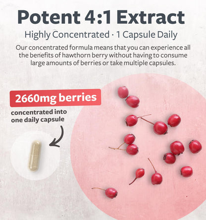 Super Potent Hawthorn Berry Extract Capsules - Hawthorn Berry Supplement Made from Extra Strength Concentrate to Support Heart and Digestive Health - Vegan Non-GMO & Gluten Free (4 Month Supply)